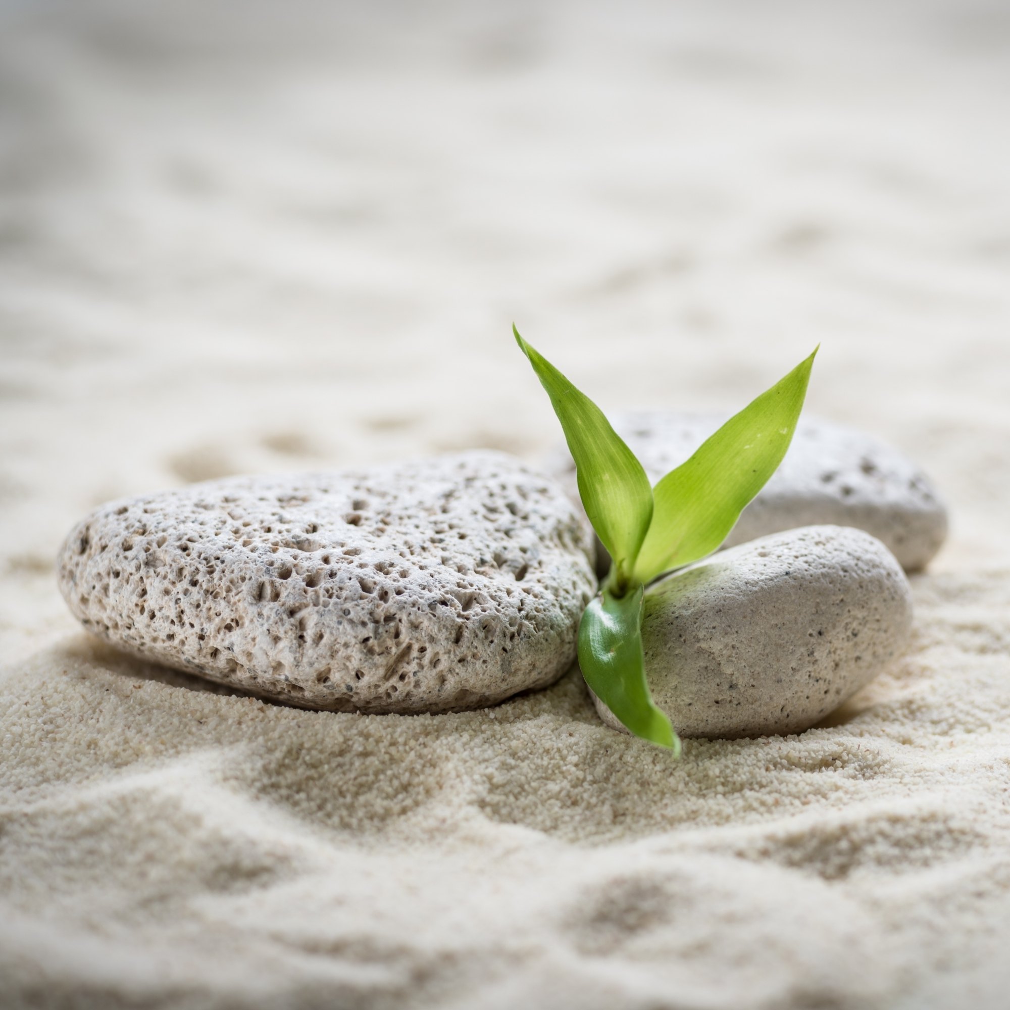 Commitment to Professional Standards